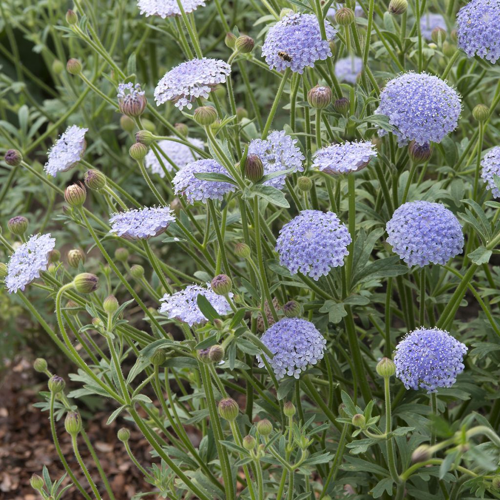 Graines de Didiscus caeruleus Lace Blue - Trachymène bleu