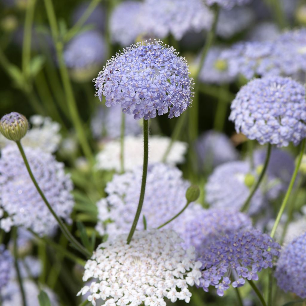 Graines de Didiscus caeruleus Lace Blue - Trachymène bleu