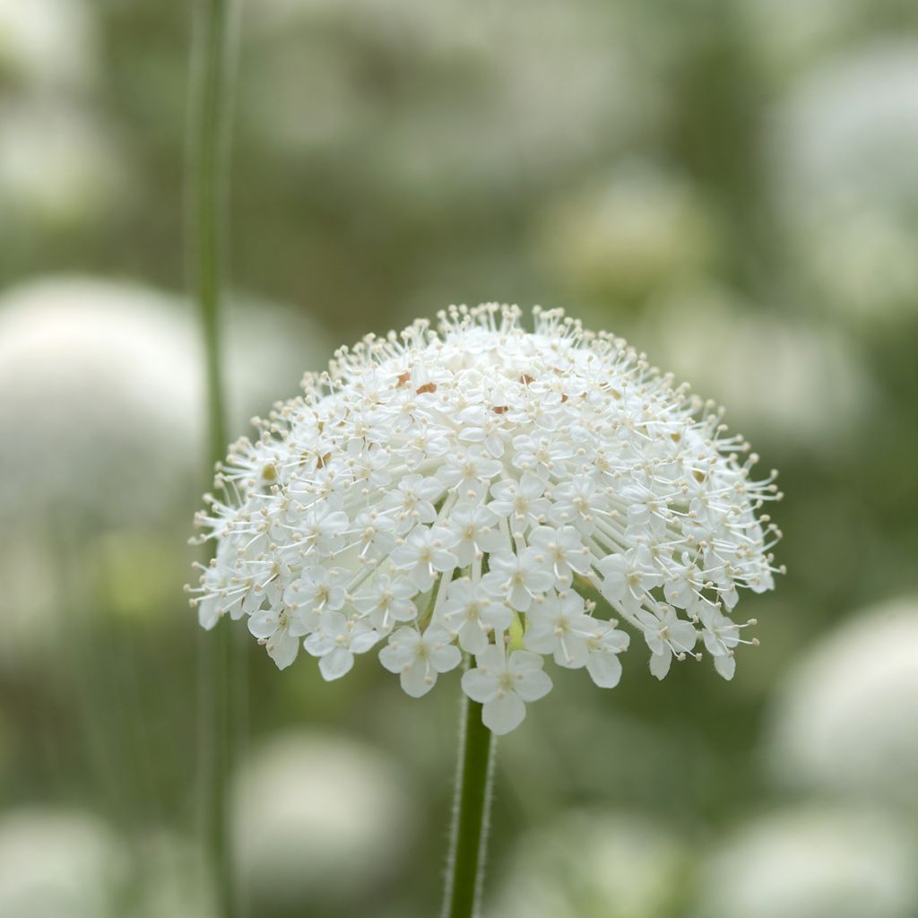 Graines de Didiscus caeruleus Lace White - Trachymène aux fleurs blanches