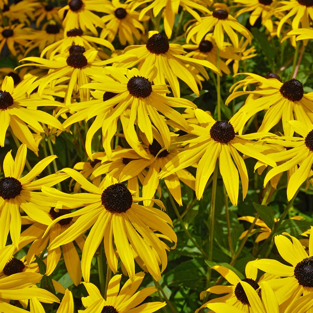 Graines d'Echinacea paradoxa - Echinacée jaune