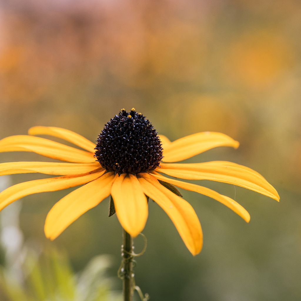 Graines d'Echinacea paradoxa - Echinacée jaune