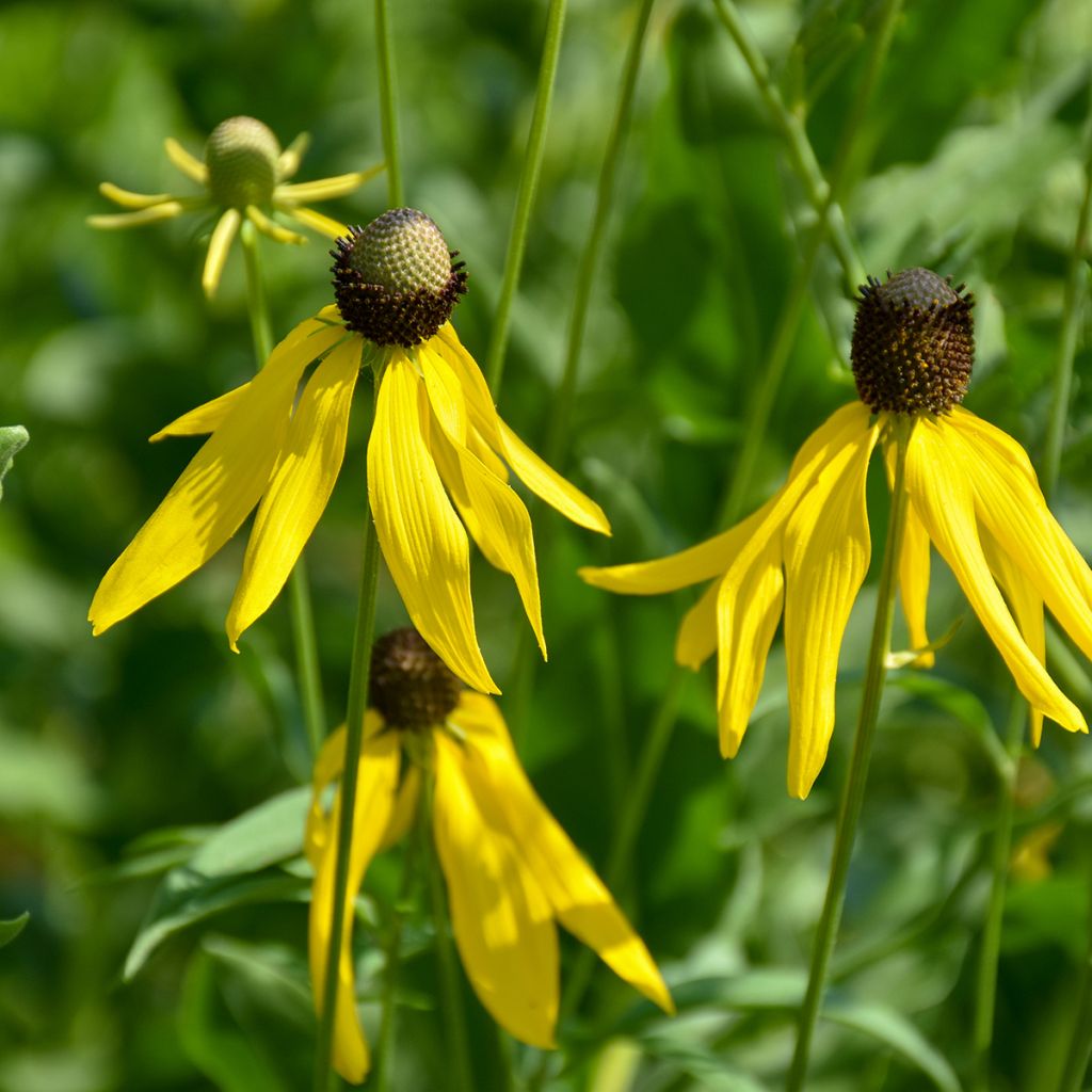 Graines d'Echinacea paradoxa - Echinacée jaune