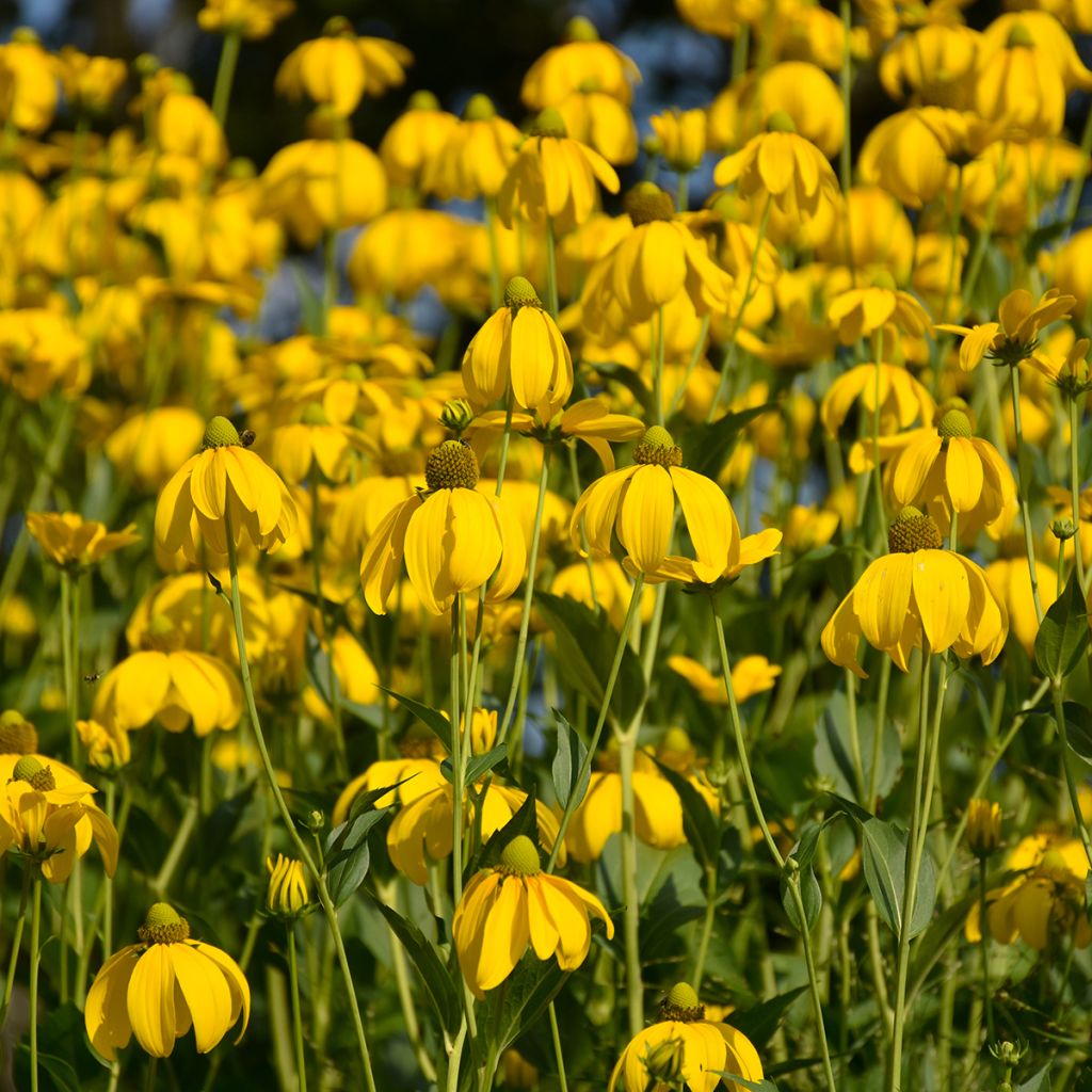 Graines d'Echinacea paradoxa - Echinacée jaune