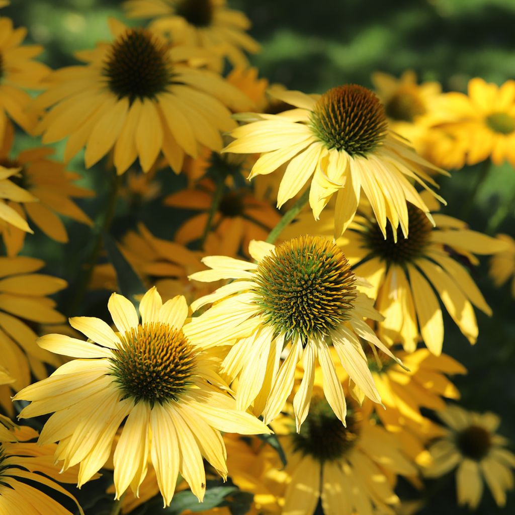 Graines d'Echinacea purpurea Paradiso Yellow - Rudbeckia pourpre