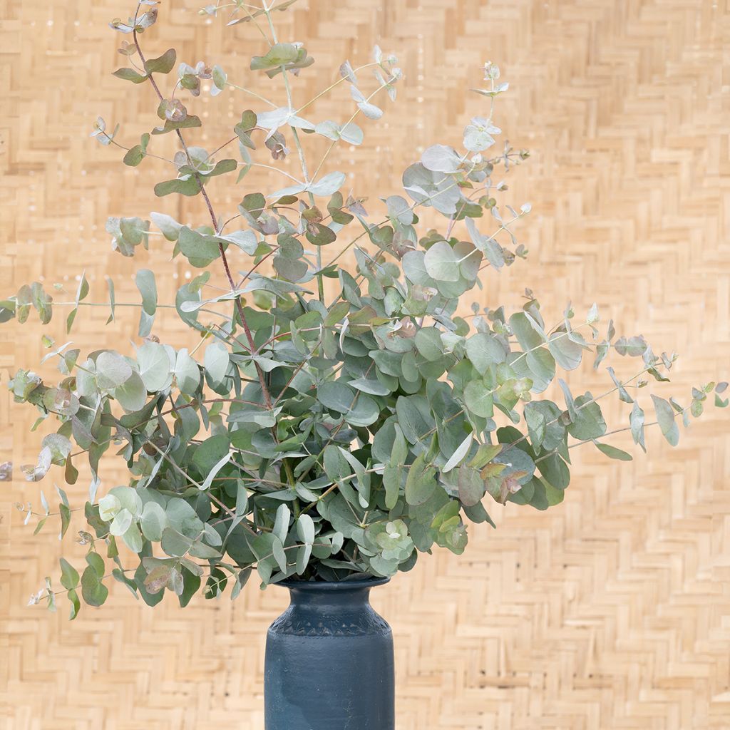 Graines d'Eucalyptus cinerea Silver Dollar - Gommier cendré