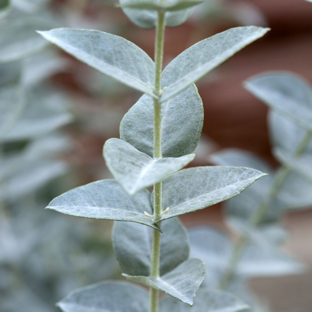 Graines d'Eucalyptus latens Moon Lagoon