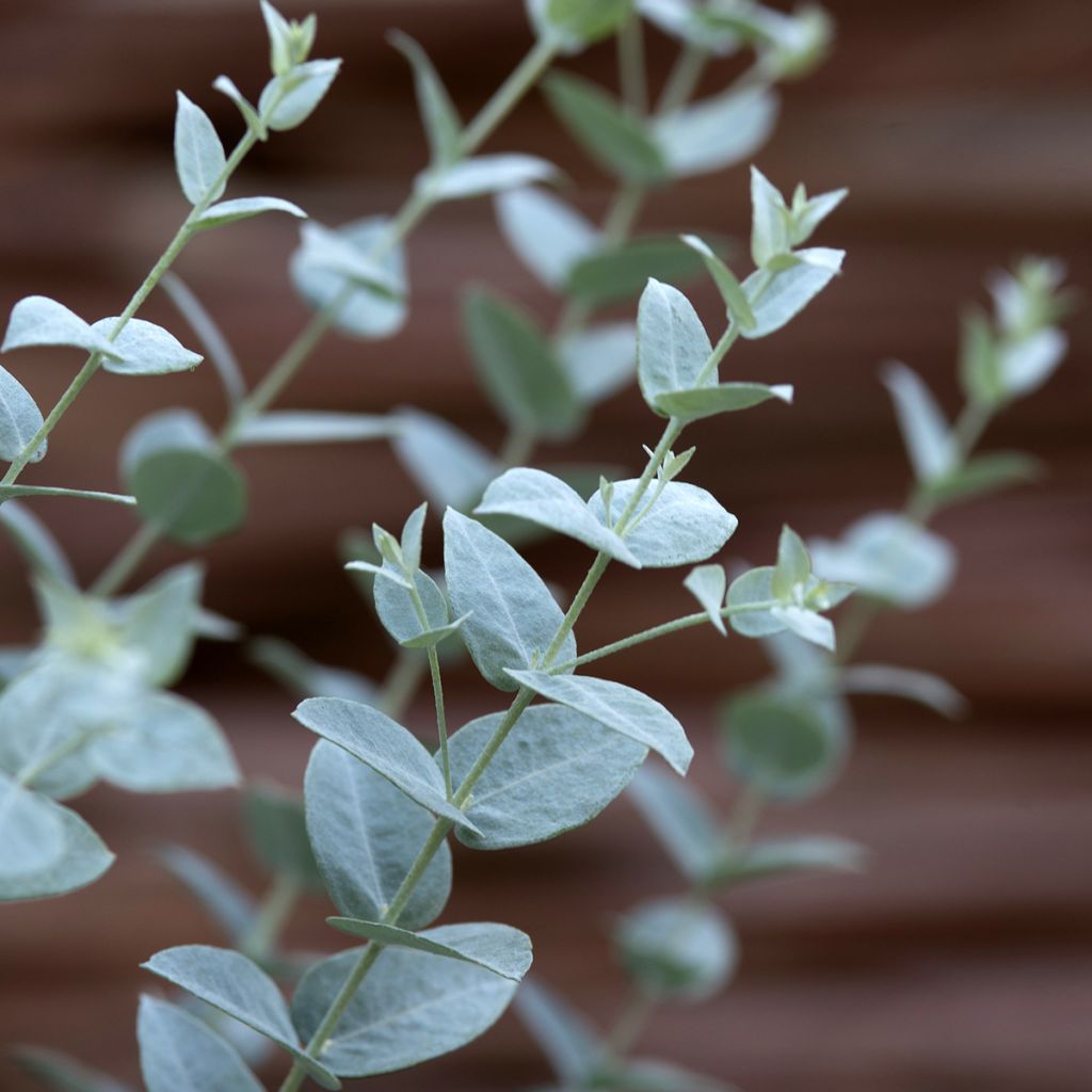 Graines d'Eucalyptus latens Moon Lagoon