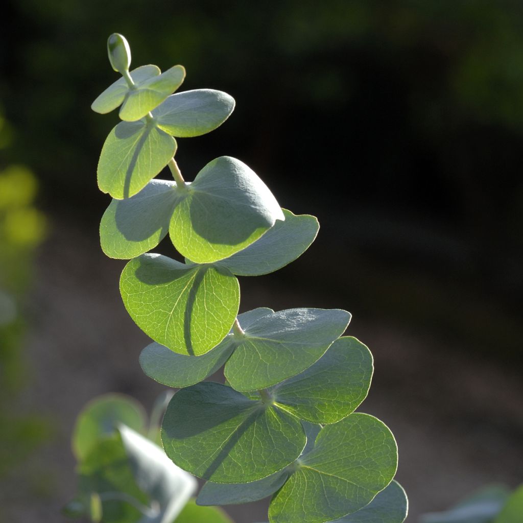 Graines d'Eucalyptus pulverulenta Baby Blue Spiral