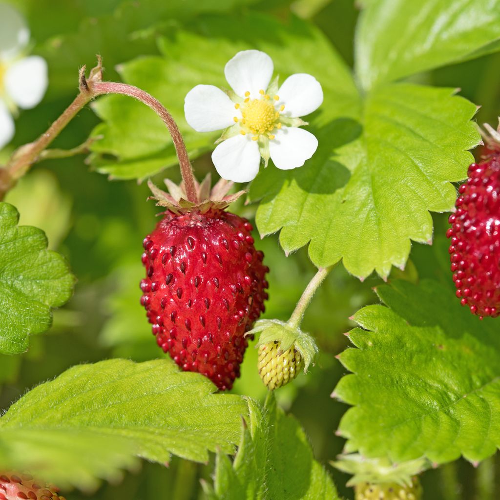 Graines de Fraisier des bois Mignonette - Fragaria vesca 