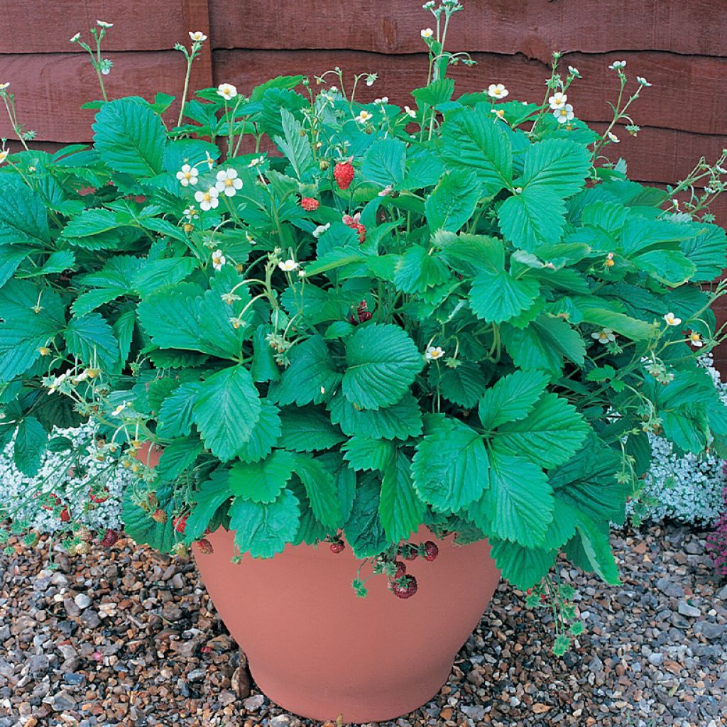 Graines de Fraisier des bois Mignonette - Fragaria vesca 