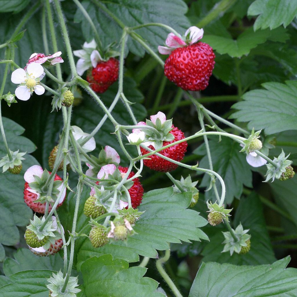 Graines de Fraisier des bois Mignonette - Fragaria vesca 