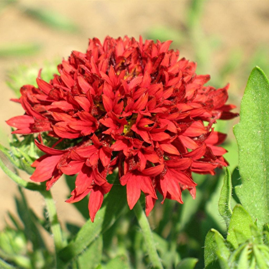 Graines de Gaillarde annuelle Red Plume - Gaillardia pulchella