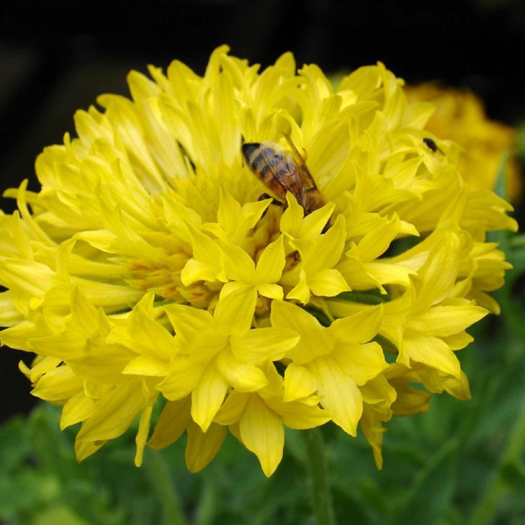 Graines de Gaillarde annuelle Yellow Plume - Gaillardia pulchella