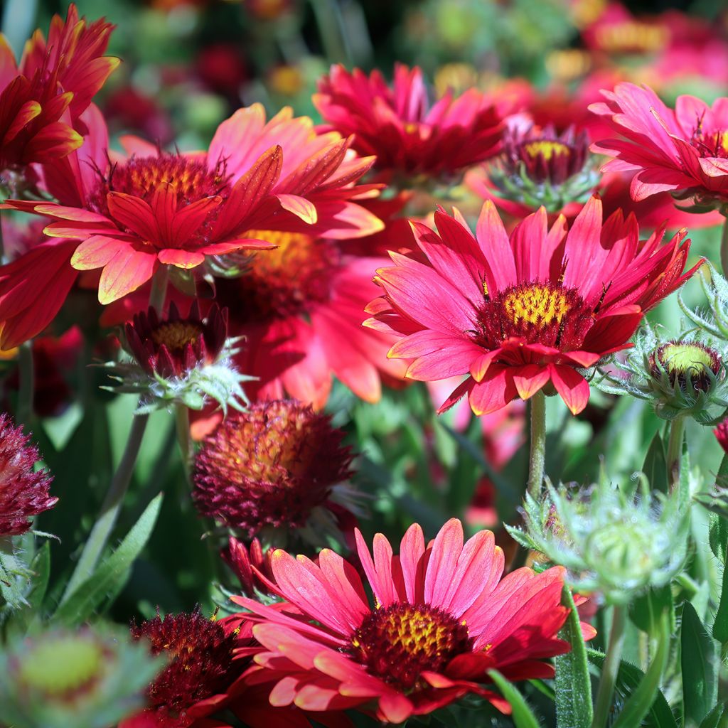 Graines de Gaillarde vivace Arizona Red Shades