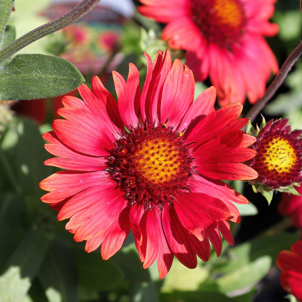 Graines de Gaillarde vivace Arizona Red Shades