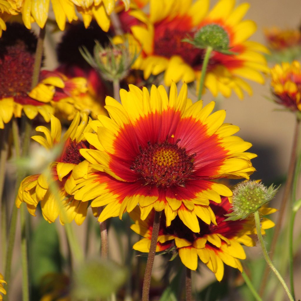 Graines de Gaillarde vivace Fackelschein, Torchlight - Gaillardia x grandiflora 