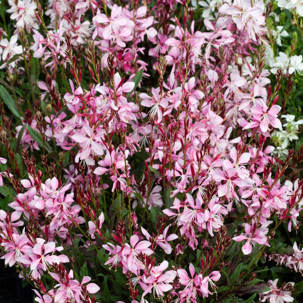Graines de Gaura Emmeline Pink Bouquet