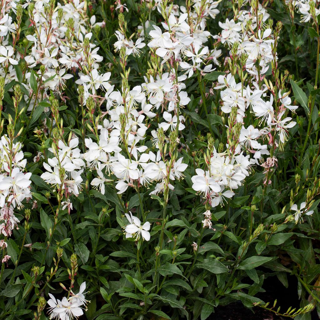 Graines de Gaura Emmeline White