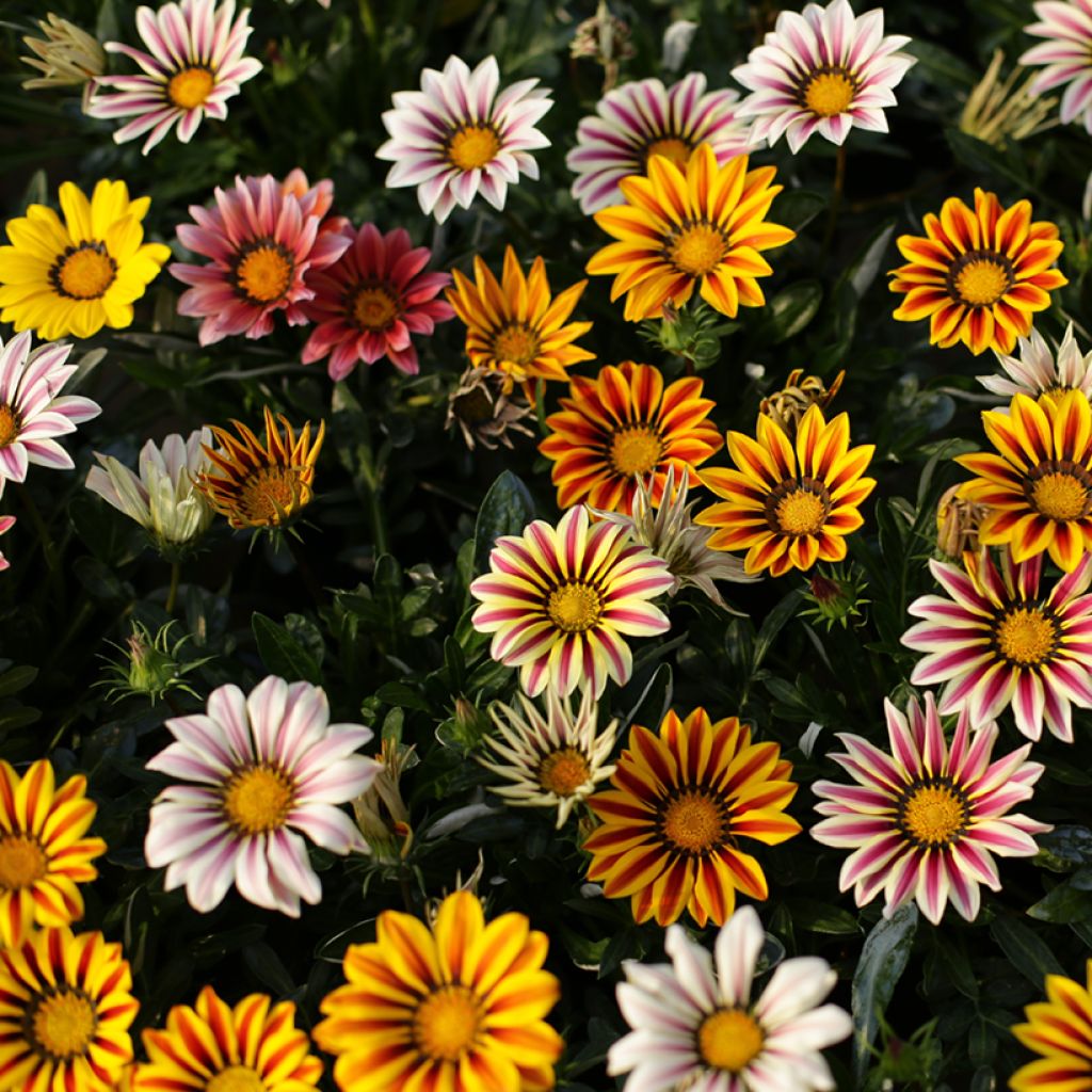 Graines de Gazania Sunshine Hybrids