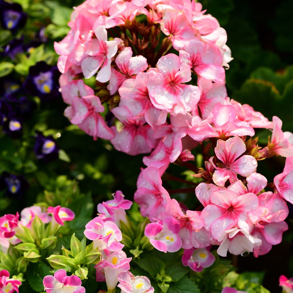 Graines de Géranium Horizon New Star F1 - Pelargonium