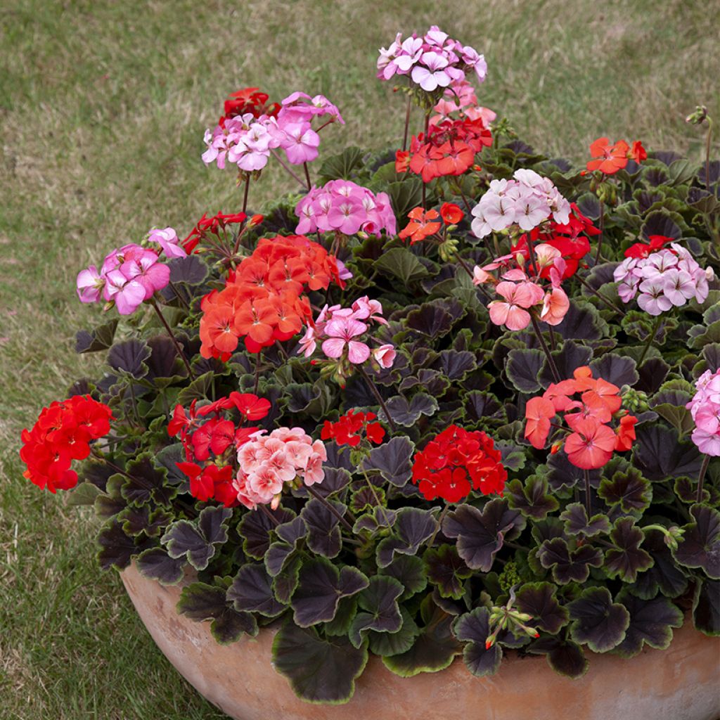 Graines de Géranium Horizon Shadow Mix F1 - Pelargonium