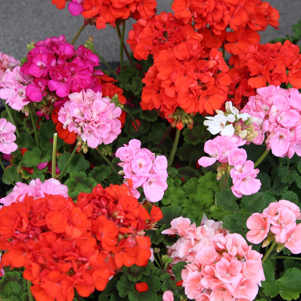 Graines de Géranium Horizon Shadow Mix F1 - Pelargonium