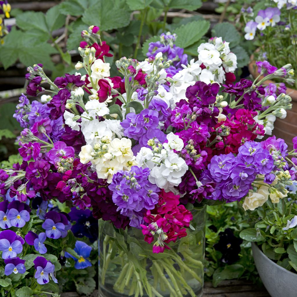 Graines de Giroflée quarantaine Anytime Formula Mix - Matthiola incana