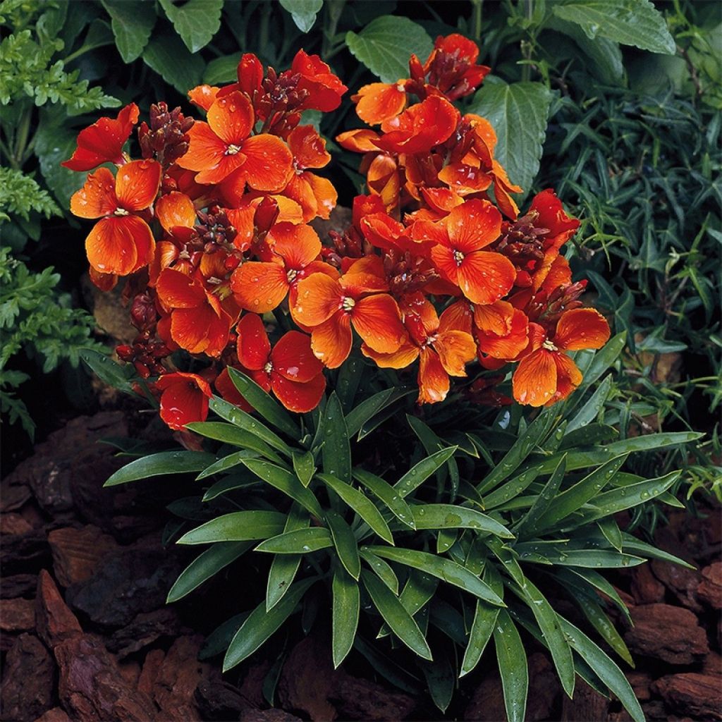 Graines de Giroflée ravenelle Bedder Scarlet - Erysimum ou Cheiranthus cheirii 