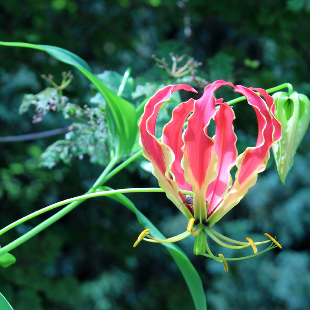 Graines de Gloriosa superba Rothschildiana