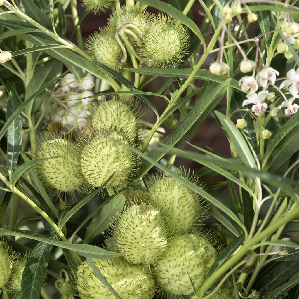 Graines de Gomphocarpus fruticosus Cottonbush