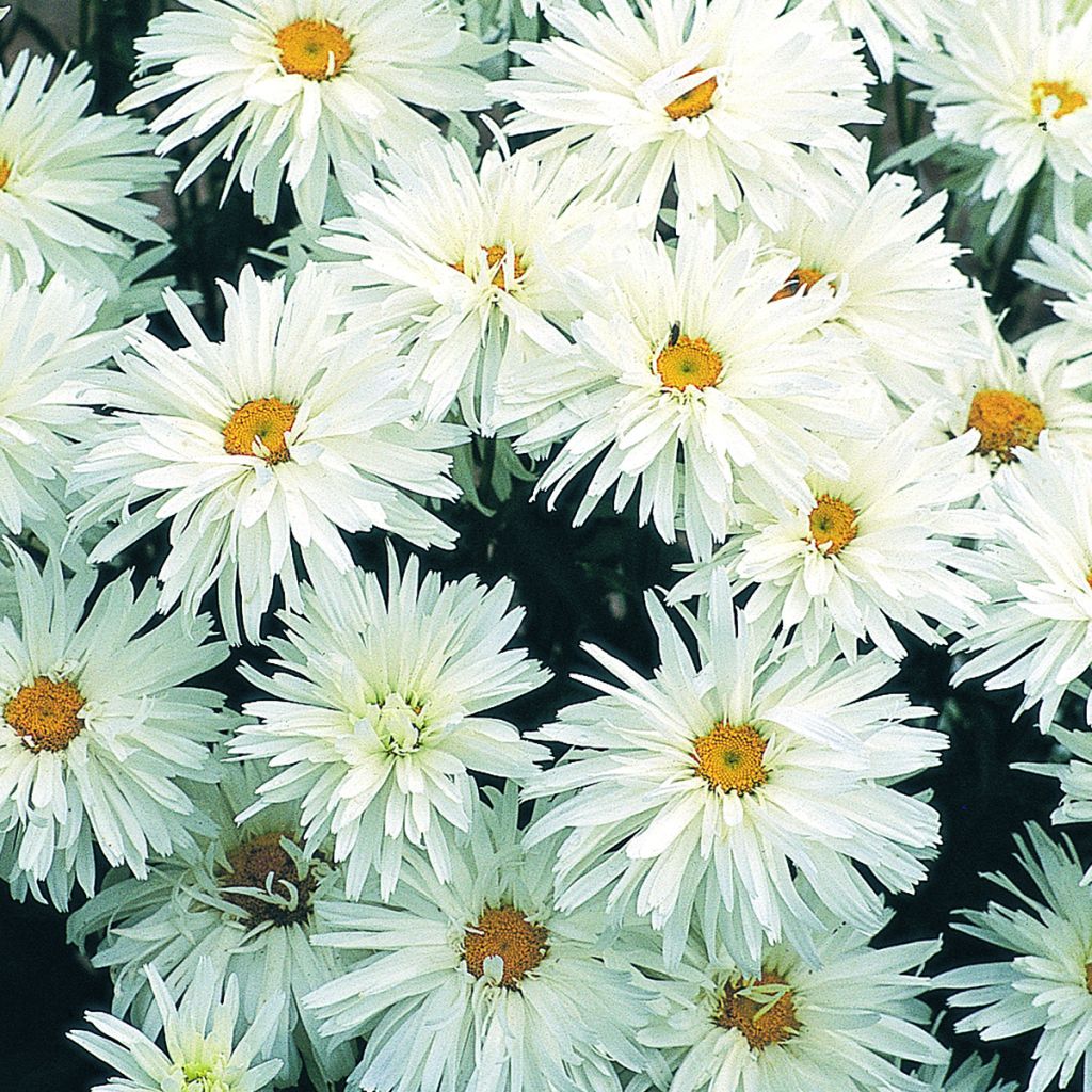 Graines de Grande marguerite Crazy Daisy - Leucanthemum x superbum
