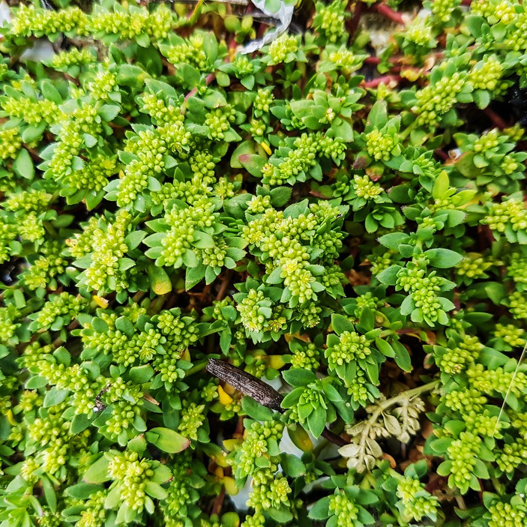 Graines de Turquette - Herniaria glabra 