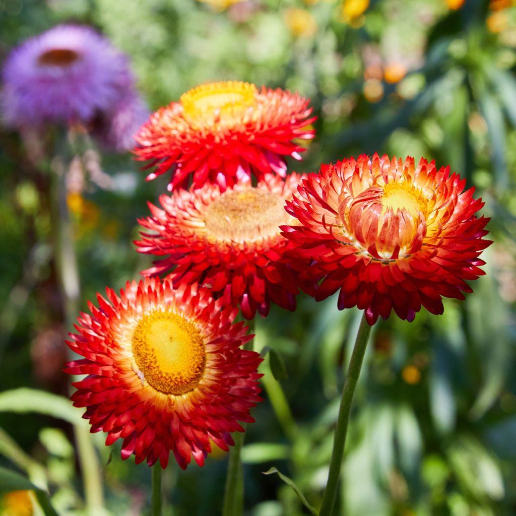 Graines d'Immortelle à bractées Fireball BIO - Helichrysum bracteatum