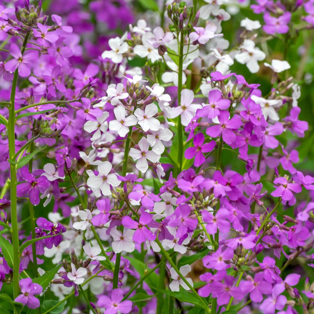 Graines de Julienne des Dames Mix - Hesperis matronalis