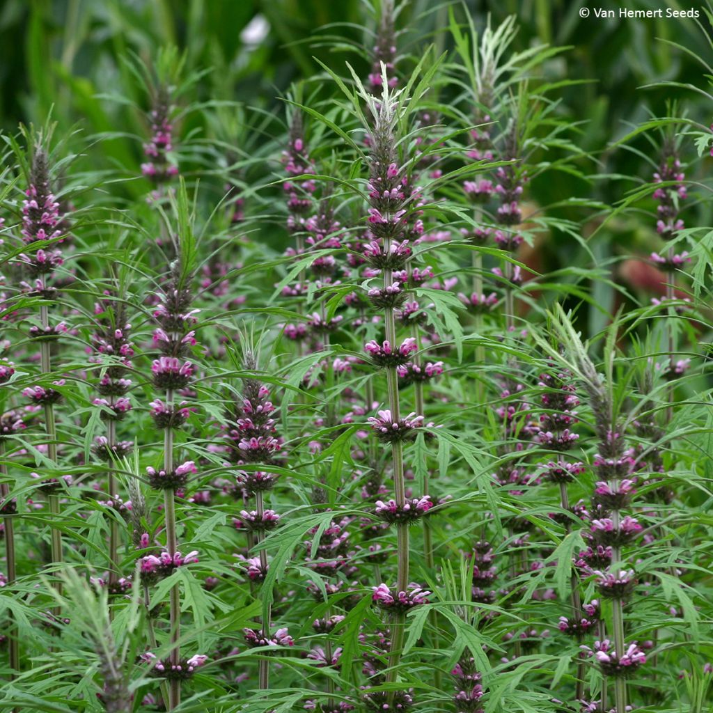 Graines de Leonurus sibiricus - Marijuanilla, Agripaume de Sibérie