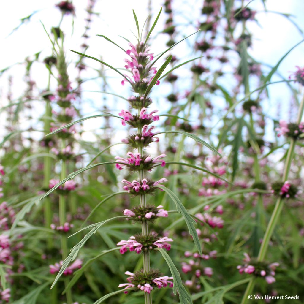 Graines de Leonurus sibiricus - Marijuanilla, Agripaume de Sibérie