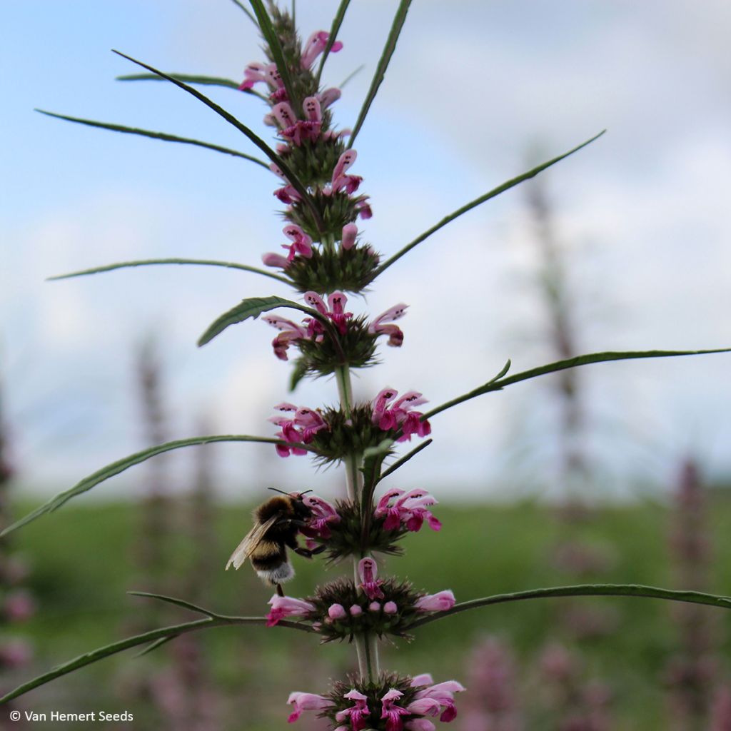 Graines de Leonurus sibiricus - Marijuanilla, Agripaume de Sibérie