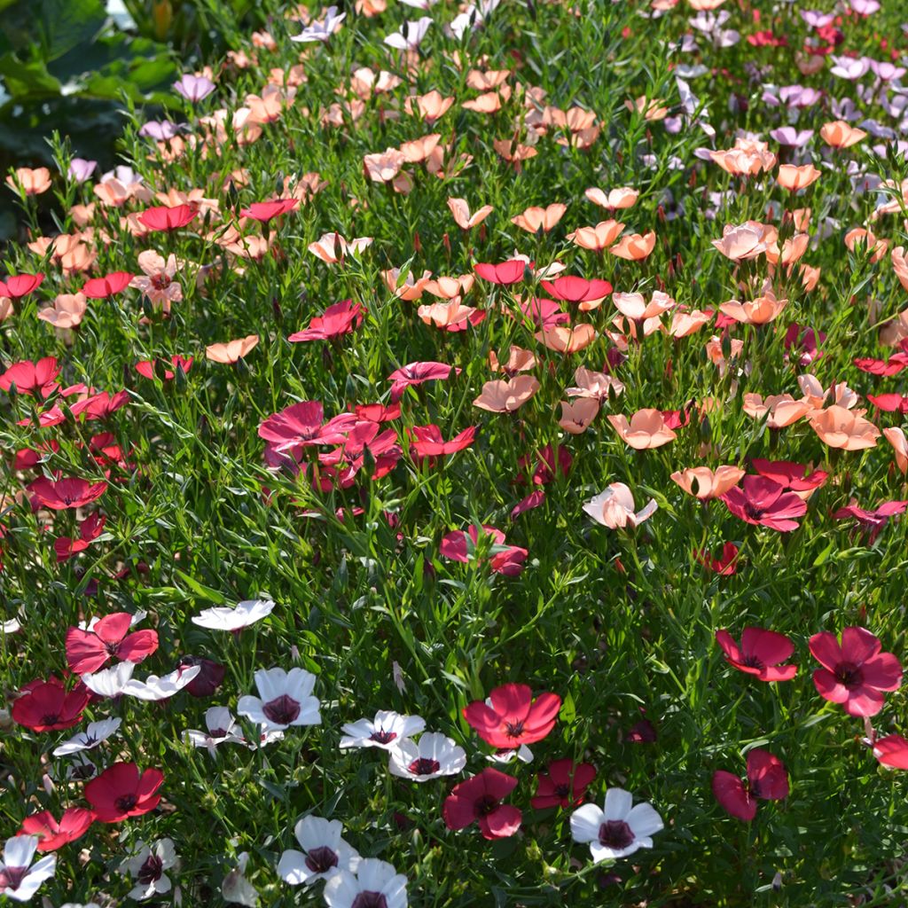 Graines de Lin annuel Charmer Mix - Linum grandiflorum