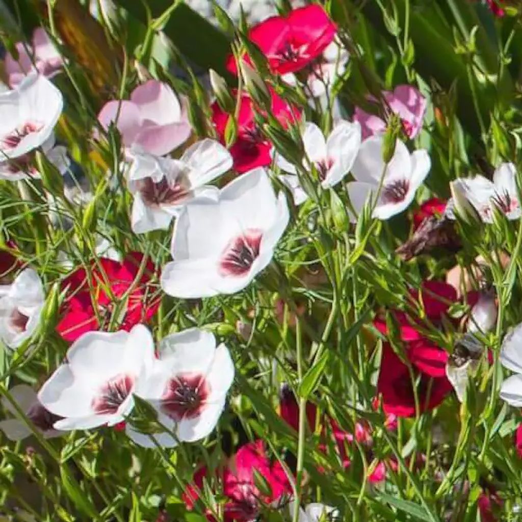 Graines de Lin annuel Charmer Mix - Linum grandiflorum