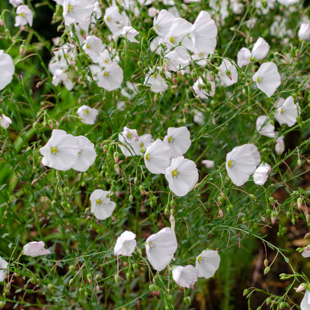 Graines de Lin vivace blanc - Linum perenne Album