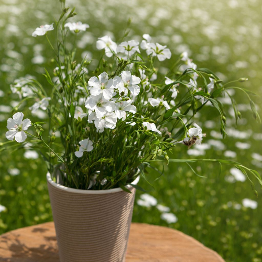 Graines de Lin vivace nain Diamant blanc - Linum perenne