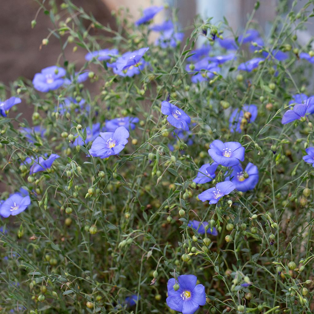 Graines de Lin vivace nain Saphir bleu - Linum perenne