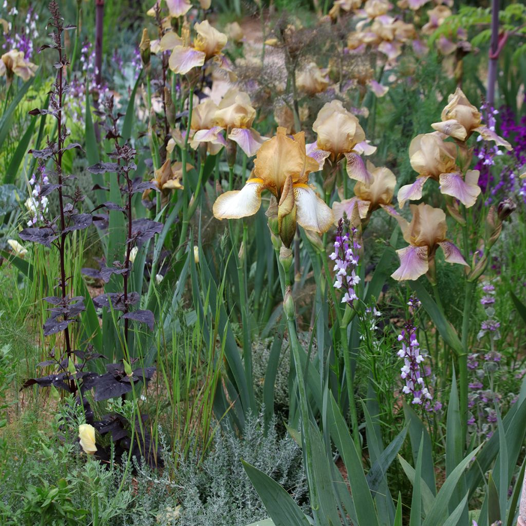 Graines de Linaria Licilia Azure - Linaire du Maroc