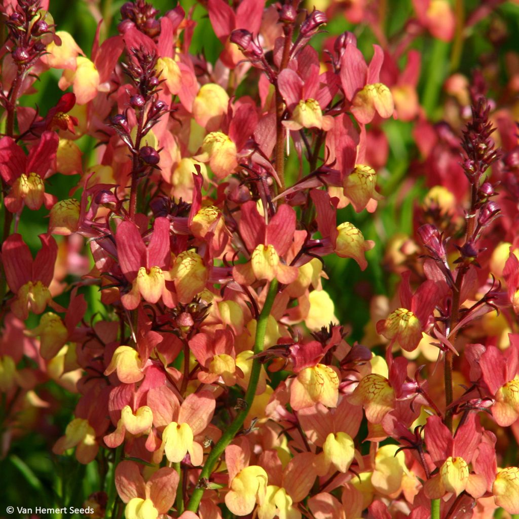 Graines de Linaria maroccana Licilia Peach - Linaire du Maroc