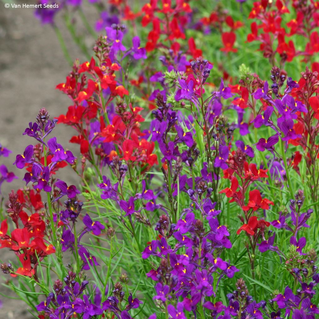 Graines de Linaria maroccana Rhythm & Blues - Linaire du Maroc