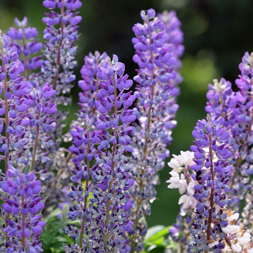 Graines de Lupin vivace - Lupinus perennis