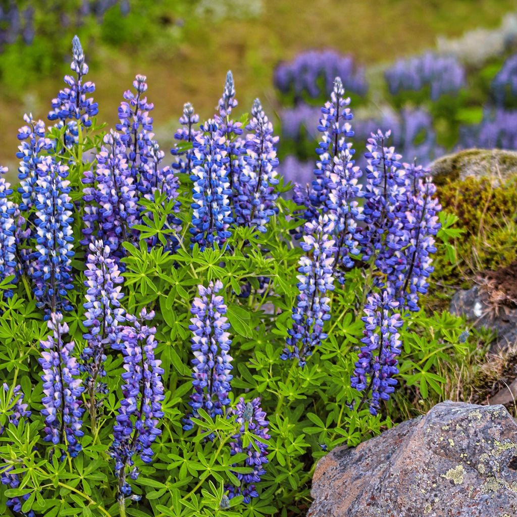 Graines de Lupin vivace - Lupinus perennis