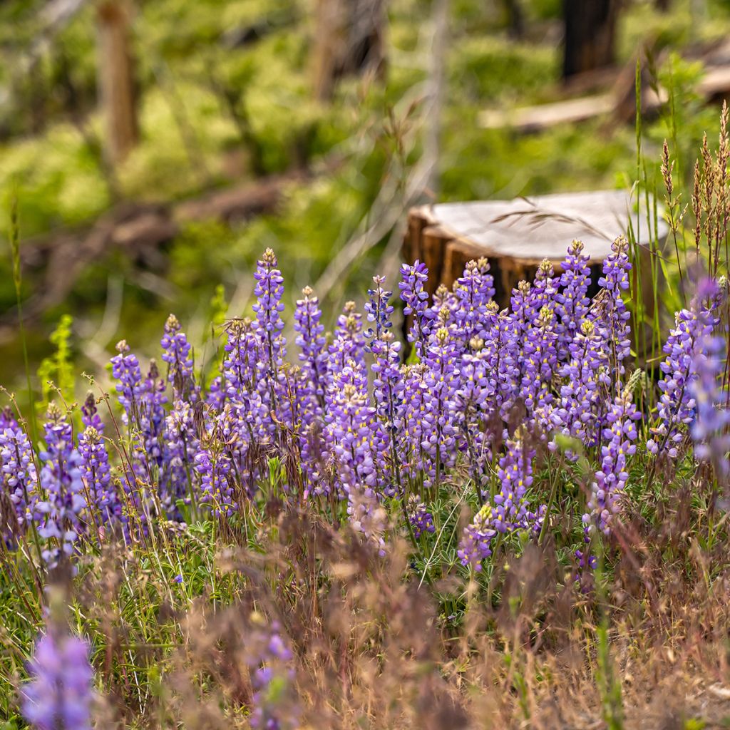 Graines de Lupin vivace - Lupinus perennis