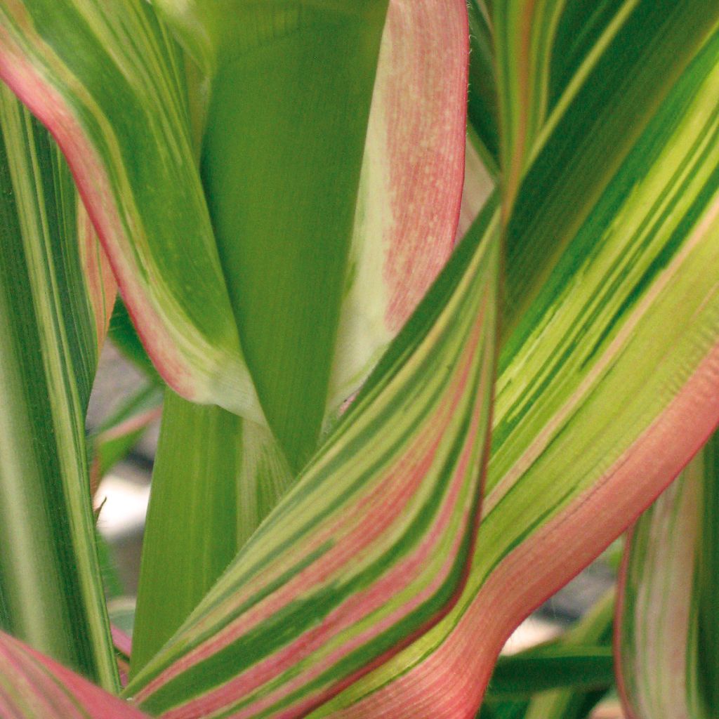 Graines de Maïs d'ornement Field of Dreams - Zea mays