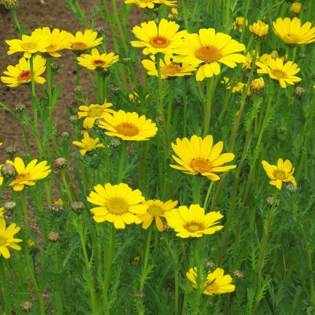 Graines de Marguerite dorée - Chrysanthemum segetum